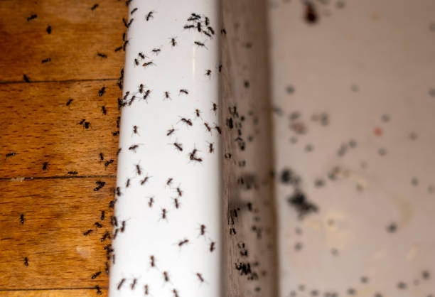 Best Pest Control Near Me  in Franklinville, NC