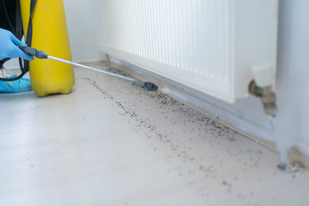 Best Pest Control Near Me  in Franklinville, NC
